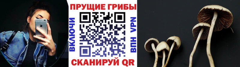 Галлюциногенные грибы GOLDEN TEACHER  Дмитров 